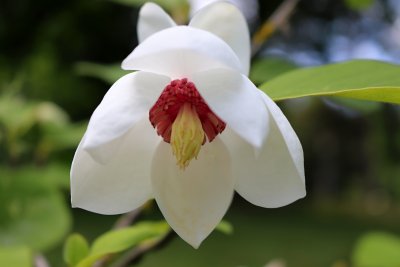 Magnolia wilsonii - magnolie, šácholan Wilsonův - květ